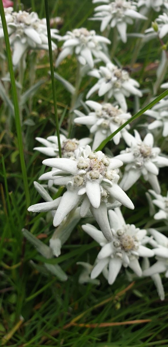 Edelweiss, l'étoile des neiges, une fleur féérique!