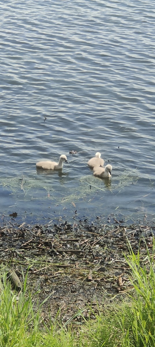 Les petits du cygne, cygnons :D